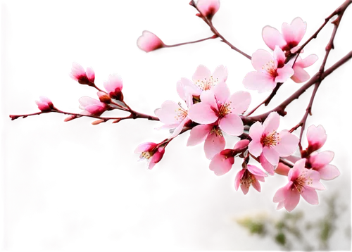 plum blossoms,plum blossom,cherry blossom branch,japanese sakura background,japanese carnation cherry,japanese cherry,the plum flower,japanese cherry blossom,sakura cherry tree,japanese floral background,prunus,apricot blossom,pink cherry blossom,peach blossom,sakura flower,apricot flowers,japanese cherry blossoms,sakura background,cherry branches,spring background,Conceptual Art,Fantasy,Fantasy 06