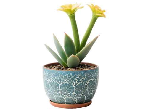 golden candle plant,succulent plant,maxillaria,hostplant,cryptanthus,torch aloe,escheveria,potted plant,cactus digital background,terracotta flower pot,citronella,lantern plant,euphorbia,androsace rattling pot,aspidistra,golden pot,brachypodium,pachypodium,sansevieria,cactus,Illustration,Japanese style,Japanese Style 13