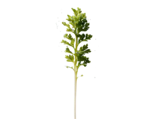 Long, curly spaghetti, transparent body, white sauce droplets, scattered parsley, delicate steam rising, warm soft lighting, close-up shot, shallow depth of field, vibrant color tone, cinematic compos