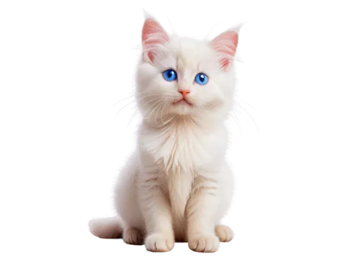 cat on a blue background,blue eyes cat,cat with blue eyes,white cat,breed cat,siamese cat,bluestar,snowbell,cat vector,suara,colotti,kittenish,cute cat,cat look,cat image,european shorthair,siamese,garrison,ragdoll,pink cat,Illustration,Black and White,Black and White 23