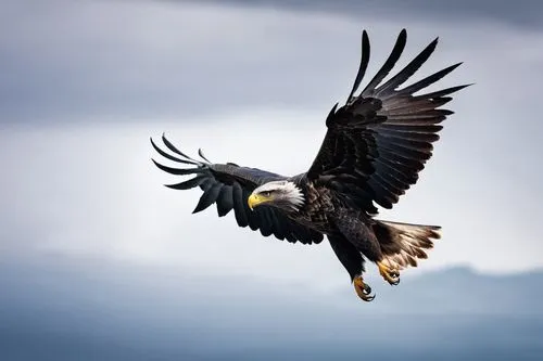 silver background, black eagle in flight, right section,steller's sea eagle,african fishing eagle,sea eagle,sea head eagle,white-tailed eagle,giant sea eagle,white tailed eagle,harris hawk in flight,f