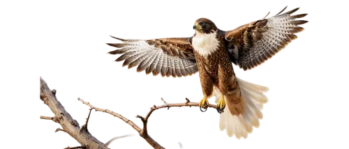 Falcon, bird of prey, wings spread wide, sharp talons, hooked beak, brown feathers, white underside, intense gaze, perched on branch, morning sunlight, soft focus background, shallow depth of field, w