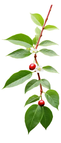 flowers png,cherry branch,christmas flower,tenuifolia,flower of christmas,mistletoe berries,flower jasmine,frangipani,cherry flower,pine flower,alpinia,flower background,heliconia,ikebana,firecracker flower,climbing plant,flowering branch,flower wallpaper,chestnut tree with red flowers,oleaceae,Illustration,Realistic Fantasy,Realistic Fantasy 41