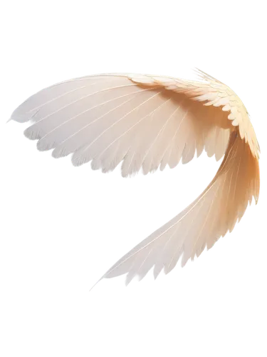 dove of peace,angel wing,white feather,angel wings,doves of peace,peace dove,twitter logo,bird png,winged,feather,bird wing,wings,winged heart,bird wings,wingtip,angelology,bird feather,white dove,feathers bird,white eagle,Conceptual Art,Sci-Fi,Sci-Fi 07