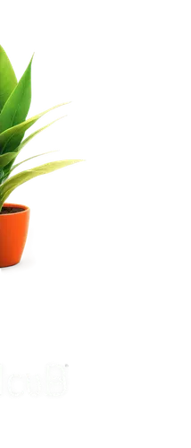 ficus,citrus plant,foodplant,tulip background,clubcorp,potted plant,ecopetrol,cycad,citrus,discoid,eco,cidco,cycas,lotus png,pot of gold background,ecotech,logo header,dvcpro,cactus digital background,3d background,Photography,Artistic Photography,Artistic Photography 02