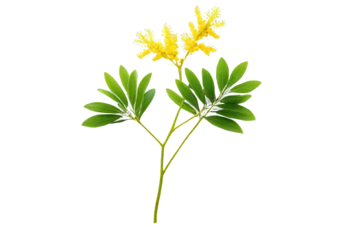 Mimosa flower, bright yellow petals, delicate stem, green leaves, blooming stage, solo, close-up, shallow depth of field, warm lighting, soft focus, pastel color tone, 3/4 composition, transparent bac