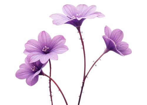 flowers png,flower background,violet flowers,flower wallpaper,purple flowers,purple flower,flower purple,floral digital background,flower illustrative,stylidium,lavender flower,grape-grass lily,anemone purple floral,bookmark with flowers,light purple,the lavender flower,minimalist flowers,lavender flowers,purple background,purple wallpaper,Conceptual Art,Daily,Daily 22