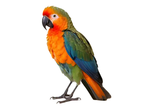 sun conure,macaw hyacinth,light red macaw,scarlet macaw,sun conures,macaw,rainbow lory,conure,beautiful macaw,bird png,yellow macaw,rosella,blue and gold macaw,gouldian,caique,sun parakeet,guacamaya,parrot,toco toucan,king parrot,Art,Classical Oil Painting,Classical Oil Painting 14