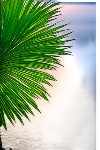 Palm tree, solo, sunset, tall, slender trunk, green leaves, curved branches, beach scene, golden hour, warm light, soft shadows, 3/4 composition, shallow depth of field, vibrant color tone, cinematic 