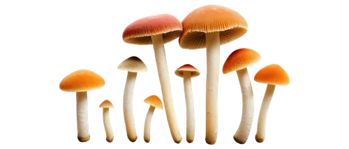 edible mushrooms,mushrooms,toadstools,enokitake,forest mushrooms,fungi,umbrella mushrooms,edible mushroom,mushroom landscape,crown caps,medicinal mushroom,mushroom type,agaricaceae,cubensis,fungus,fungal science,club mushroom,brown mushrooms,champignon mushroom,forest mushroom,Photography,Fashion Photography,Fashion Photography 09