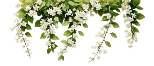 crape jasmine,farmer's jasmine,jasminum sambac,indian jasmine,jasmine flowers,jasminum,night scented jasmine,white jasmine,flowers png,brazilian jasmine,night-blooming jasmine,thai garland,jasmin-solanum,cherry laurel,west indian jasmine,star jasmine,abelia,flower jasmine,fragrant flowers,wild jasmine,Illustration,Black and White,Black and White 16