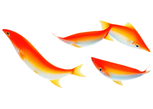 two fish,red fish,fish in water,fishes,ornamental fish,wrasses,tobaccofish,koi carps,feeder fish,freshwater fish,school of fish,koi carp,goldfish,fish,trigger fish,rooster fish,pilotfish,fish supply,redfish,fish oil,Art,Artistic Painting,Artistic Painting 38