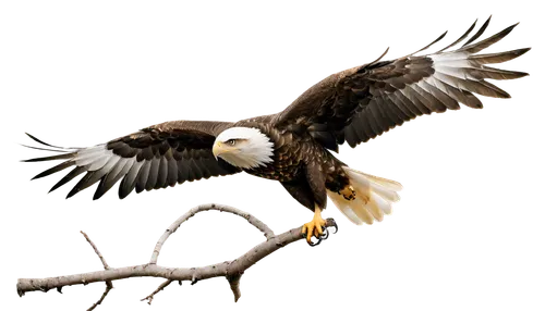 eagle illustration,eagle drawing,american bald eagle,bald eagle,eagle,eagle vector,african fishing eagle,sea head eagle,fish eagle,sea eagle,of prey eagle,steller's sea eagle,african eagle,mongolian eagle,eagle eastern,savannah eagle,bald eagles,eagles,white-tailed eagle,steppe eagle,Illustration,American Style,American Style 02