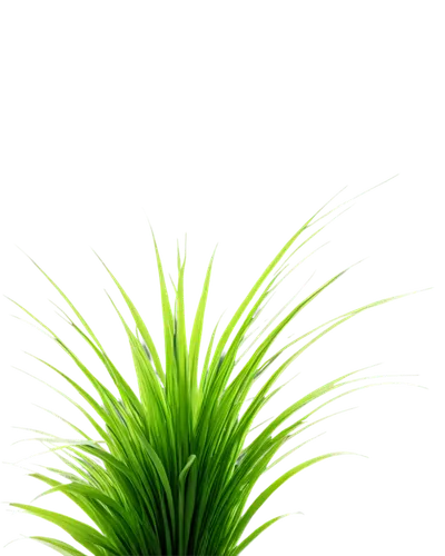 palm tree vector,citronella,sweet grass plant,pine needle,sabal palmetto,palmtree,potted palm,fan palm,palm pasture,wheatgrass,palm leaf,wine palm,yucca palm,palm,pine needles,charophyta,palm sunday,date palm,palm leaves,saw palmetto,Illustration,Retro,Retro 24