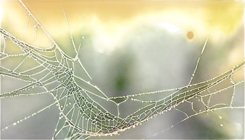 spider silk,spiderweb,spider web,morning dew in the cobweb,spider's web,spiderwebs,web,cobweb,webs,spider net,cobwebbed,cobwebs,gossamer,webbed,spidery,web element,spider network,spiderlings,webcrawler,argiope,Illustration,Black and White,Black and White 06