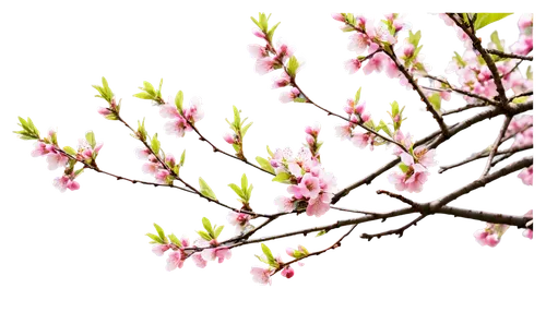 Vibrant spring scene, blooming flowers, soft pink cherry blossoms, delicate petals, gentle breeze, sunny day, warm light, shallow depth of field, 3/4 composition, beautiful detailed branches, lush gre