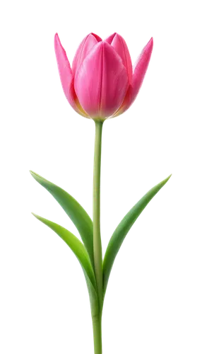 turkestan tulip,pink tulip,tulip background,flowers png,tulip,tulipa,pink tulips,two tulips,tulip flowers,tulip magnolia,violet tulip,tulip blossom,tulips,vineyard tulip,siam tulip,lady tulip,tulipa tarda,flower background,tulip bouquet,wild tulip,Conceptual Art,Sci-Fi,Sci-Fi 04