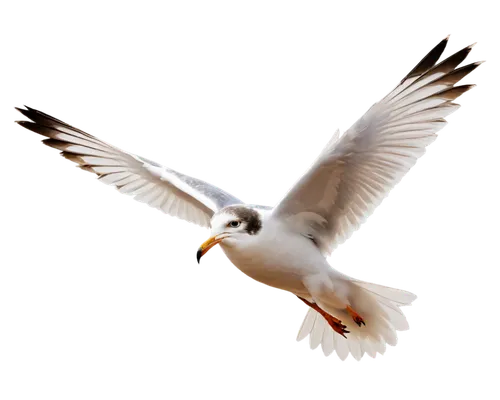 fairy tern,dove of peace,flying tern,silver tern,black-winged kite,flying common tern,tern flying,arctic tern,white dove,doves of peace,tern bird,royal tern,black-shouldered kite,peace dove,seagull in flight,sandwich tern,tropicbird,whiskered tern,tropicbirds,tern,Illustration,American Style,American Style 08