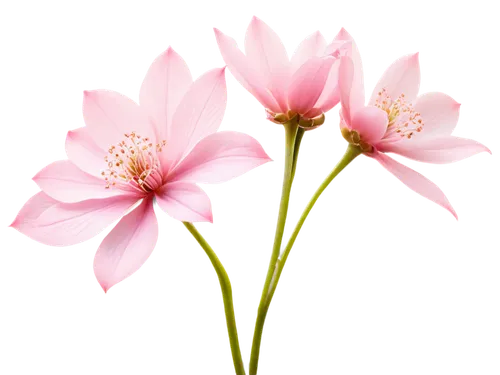 flowers png,cosmos flower,dahlia pink,minimalist flowers,pink flower,pink cosmea,cosmos flowers,pink daisies,pink flowers,flower background,pink flower white,flower pink,pink floral background,centaurium,pink chrysanthemum,pink anemone,pink petals,gaura,japanese anemones,japanese anemone,Illustration,Vector,Vector 04