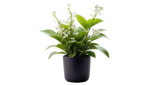 Potted plant, indoor setting, green leaves, thick stem, small white flowers, delicate petals, water droplets on leaves, morning sunlight, soft focus, shallow depth of field, warm color tone, 3/4 compo