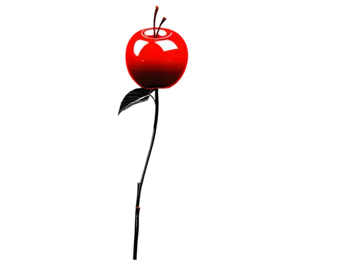 bladder cherry,cherry twig,cherry branch,great cherry,cherries,cherry,wild cherry,heart cherries,jewish cherries,red balloon,martisor,sweet cherries,fire cherry,hill cherry,a tomato,red tomato,cherry flower,sweet cherry,tomato,rose hip,Photography,Documentary Photography,Documentary Photography 34