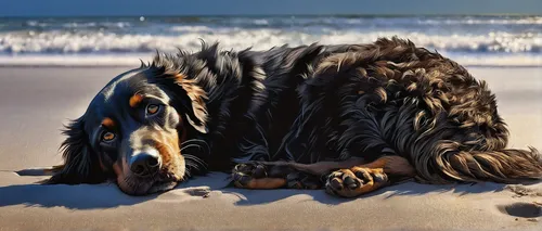 dog laying down on the beach,gordon setter,stray dog on beach,rough collie,bearded collie,skye terrier,bernese mountain dog,beach dog,afghan hound,landseer,otterhound,australian shepherd,native americ