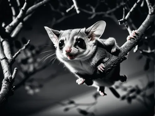 a photo of a Sugar Glider flying downwards at the camera from a high tree branch. Moonlit. Night. High contrast. Photorealistic.,sugar glider,mouse lemur,aye-aye,ring-tailed,possum,marsupial,common op