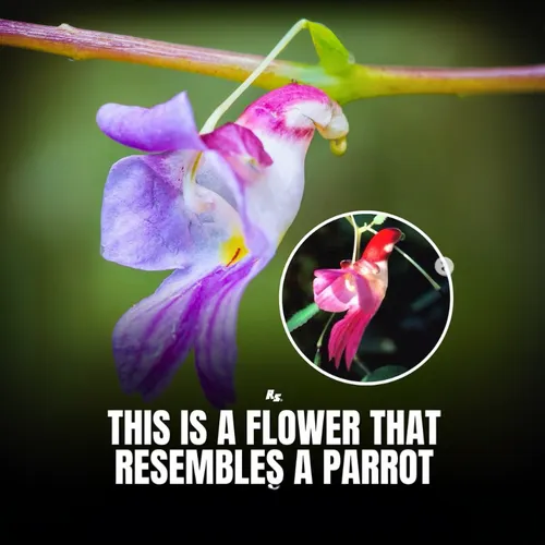 orchids of the philippines,fabaceae,passifloraceae,butterfly orchid,bumblebee orchid,theaceae,cooktown orchid,tuberous pea,ericaceae,columbine,bird-of-paradise,hard-leaved pocket orchid,flower bird of paradise,ranunculaceae,pogonia,laelia albida,dragon's mouth orchid,arable widow flower,canada columbine,laelia crispa