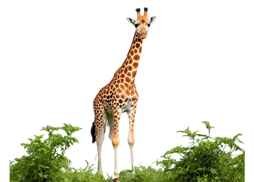 Giraffe, herbivore, African savannah, green leaves, long neck, brown spots, white belly, gentle eyes, natural pose, standing, morning sunlight, soft focus, shallow depth of field, warm color tone, cin