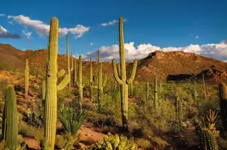 organ pipe cactus,sonoran desert,dutchman's-pipe cactus,saguaro,sonoran,organ pipe,arizona-sonora desert museum,cactus digital background,arizona,tucson,southwestern united states food,cacti,desert de