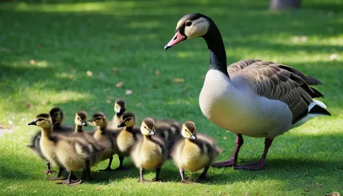 Imagine a moedergans nurturing her goslings in a bustling city park, bringing joy to passersby with their adorable presence.,goose family,goslings,canada geese,family outing,canada goose,mother with c