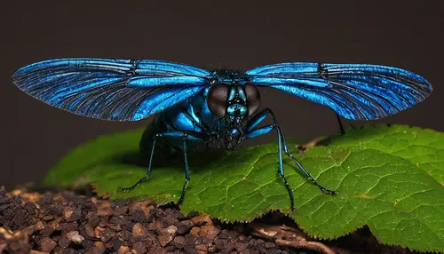 In a dark and desolate wasteland, a blue-winged insect brings hope and renewal.,banded demoiselle,blue-winged wasteland insect,aix galericulata,atala,large blue,auroraboralis,hauhechel blue,halictidae