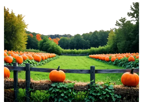 halloween border,pumpkin patch,halloween borders,decorative pumpkins,halloween background,autumn pumpkins,autumn background,vegetables landscape,pumpkin autumn,seasonal autumn decoration,pumpkins,striped pumpkins,fall landscape,landscape background,autumn decoration,vegetable field,autumn landscape,mini pumpkins,background vector,halloween frame,Photography,Documentary Photography,Documentary Photography 34