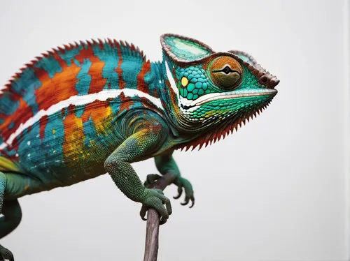 panther chameleon,meller's chameleon,malagasy taggecko,yemen chameleon,beautiful chameleon,common chameleon,chameleon,furcifer pardalis,collared lizard,alligator sculpture,ring-tailed iguana,png sculpture,aglais,chameleon abstract,vertebrate,cynorhodon,holacanthus,landmannahellir,iguanidae,common collared lizard,Photography,Documentary Photography,Documentary Photography 04