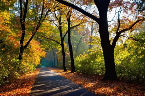 tree lined path,tree lined lane,autumn scenery,autumn walk,deciduous forest,autumn forest,autumn in the park,tree-lined avenue,forest road,the trees in the fall,fall landscape,trees in the fall,chestnut avenue,autumn park,fall foliage,maple road,deciduous trees,one autumn afternoon,autumn light,golden autumn,Illustration,American Style,American Style 01