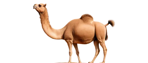 Desert camel, realistic fur texture, standing pose, two humps on back, long eyelashes, nostrils flaring, mouth open, loud camel sound effect, warm sunny desert setting, soft focus background, shallow 