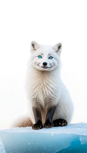 arctic fox,white fox,white cat,korin,lumi,snowcats,cat with blue eyes,ermine,sakari,samoyedic,atka,arctic,snowbell,blue eyes cat,polar aurora,garrison,wolpaw,light fur,polar,mohan,Art,Classical Oil Painting,Classical Oil Painting 23