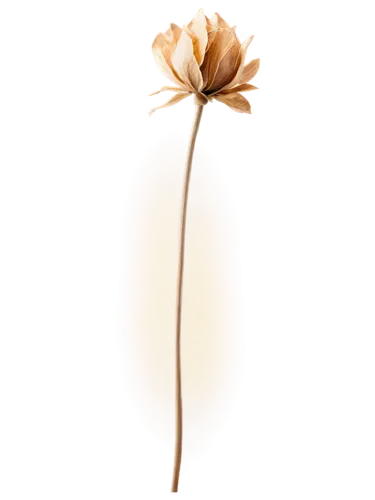 dried flower,minimalist flowers,flowers png,dried wild flower,straw flower,black salsify,wood daisy background,dry flower,wood flower,artificial flower,single flower,paper flower background,windflower,desert flower,ornithogalum,purple salsify,flower illustrative,seed-head,autumnalis,dried rose,Illustration,Black and White,Black and White 12