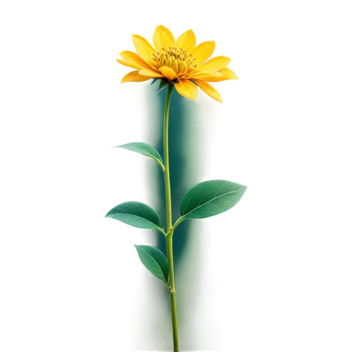 yellow calendula flower,calenduleae,calendula,calendula flower,calendula officinalis,yellow flower,rudbeckia,marigold flower,small sun flower,arnica,calendula suffruticosa,gold flower,garden marigold,hieracium,erdsonne flower,yellow petals,coreopsis,orange marigold,rudbeckia nidita,blume,Illustration,Paper based,Paper Based 16