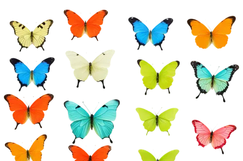 rainbow butterflies,cychropsis,butterfly background,butterflies,papillons,lepidopterans,butterfly wings,glofish,tricolores,butterfly pattern,gradient mesh,buterflies,colorful birds,fluorescens,charaxes,lepidopterists,butterfly vector,mariposas,polymorphous,polymorphs,Illustration,Abstract Fantasy,Abstract Fantasy 02