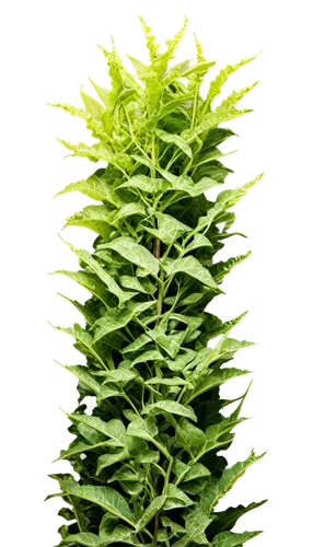 twisted vines, thick stems, curly tendrils, lush green leaves, warm sunlight, detailed texture, natural material, intricate structure, close-up shot, shallow depth of field, high contrast, dramatic li