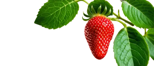 strawberry ripe,strawberry plant,alpine strawberry,west indian raspberry,west indian raspberry ,strawberry tree,red strawberry,strawberry,native raspberry,mock strawberry,strawberries,berry fruit,strawberry flower,virginia strawberry,mollberry,lingonberry,raspberry,red berry,nannyberry,garden berry,Art,Artistic Painting,Artistic Painting 01