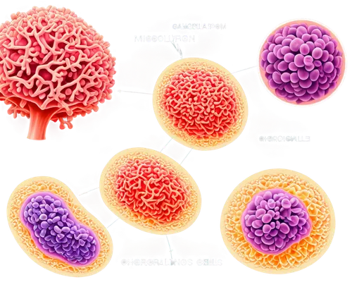 stemcells,osteoclasts,cell structure,stemcell,oligodendrocytes,osteoclast,oocytes,oocyte,osteoblast,osteoblasts,odontoblasts,spherules,microvesicles,orthomolecular,ovulated,oblasts,organelle,oligodendrocyte,myoblasts,ovule,Unique,Design,Infographics