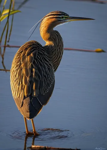 16 Tim Downton Bittern at Sunrise,pacific heron,common heron,wading bird,great heron,american bittern,great blue heron,striated heron,gray heron,spoon heron,white necked heron,limpkin,heron,danube del