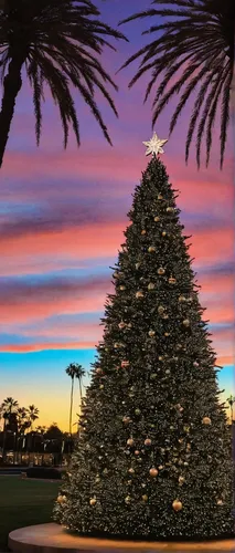 scandia christmas,christmas pine,christmas landscape,santa barbara,sunset over the golf course,ponte vedra beach,christmas tree,christmas trees,the christmas tree,santamonica,doral golf resort,christmas wallpaper,corona christmas,magnolia golf course,tree lights,san diego,trumpet tree,hotel del coronado,tree toppers,seasonal tree,Illustration,Black and White,Black and White 24