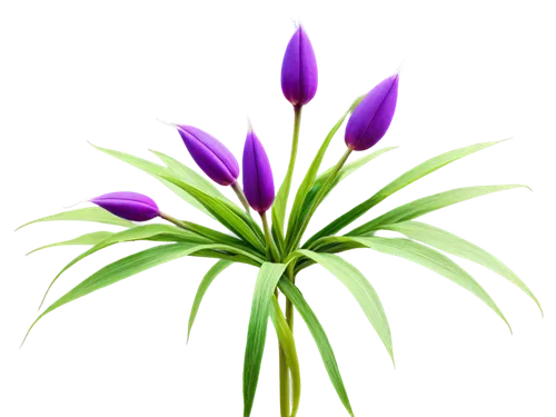 Hermaphrodite plant, exotic flowers, delicate petals, vibrant purple and yellow colors, intricate stamen, slender stems, lush green leaves, natural texture, soft focus, warm lighting, 3/4 composition,