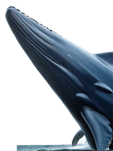 blue whale,northern whale dolphin,pilot whale,whale,cetacean,short-finned pilot whale,dorsal fin,whale tail,cetacea,humpback whale,whales,giant dolphin,marine reptile,toothed whale,tursiops truncatus,tail fin,orca,pot whale,humpback,killer whale,Conceptual Art,Sci-Fi,Sci-Fi 15