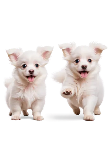 chihuahuas,pomeranians,two running dogs,french bulldogs,two dogs,chihuahua,shih tzu,huichon,cheerful dog,canines,corgis,westies,dogana,cerberus,pekinese,pupillidae,sniffers,aaaaa,terriers,chiens,Conceptual Art,Sci-Fi,Sci-Fi 10