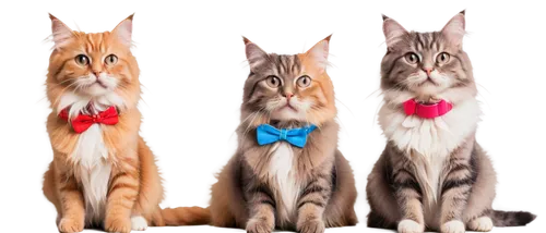 bowties,tuxedoes,neckties,catterns,bowtie,british longhair cat,cat pageant,bow tie,tuxes,georgatos,cat image,george ribbon,red tabby,whiskas,vintage cats,triplicate,bewhiskered,tuxedos,tuxis,breed cat,Conceptual Art,Graffiti Art,Graffiti Art 04