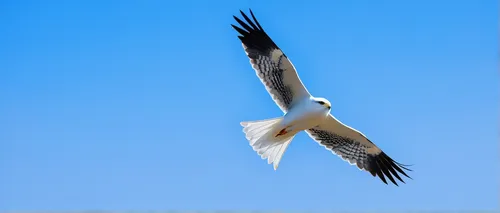 Describe a majestic black-winged kite soaring in the blue sky.,black-winged kite,seagull in flight,black-shouldered kite,red tailed kite,eastern white pelican,bird in flight,black-backed gull,white pe